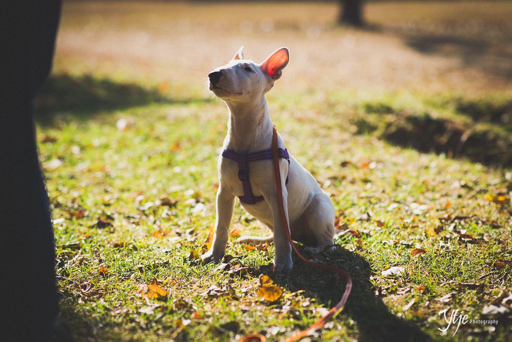 Puppy programme; younger than 4 months